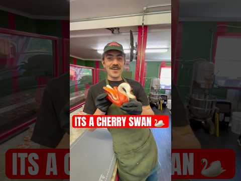 The Incredible Journey Of Cherry Popcherry