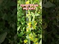 मधुमक्खी कैसे शहद इक्ट्ठा करती है #terracegardenindia #gardenplants #facts #plantsofindia #exoticgar