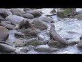 Could an odor-fighting spray solve La Jolla Cove's stench problem?