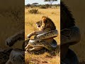 The Python Tightened Its Grip And The Lion Was Struggling To Hold On mp3