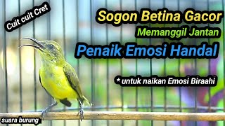Download Lagu CUITAN HANDAL SOGON BETINA GACOR MEMANGGIL JANTAN, BIKIN EMOSI SOGON TROTOL GACOR DOR LANGSUNG NAIK MP3