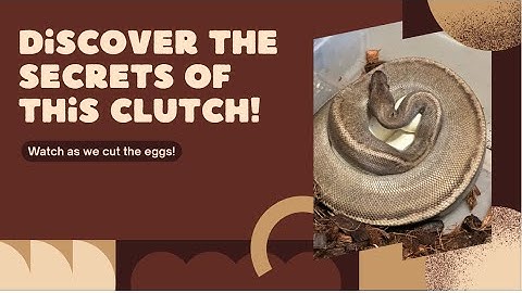 🐍 Ball Python Egg Cutting – See What’s Inside the Clutch! 🐍
