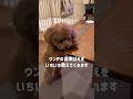 スゴいの出たと律儀に報告しに来るトイプードル #dog #toypoodle