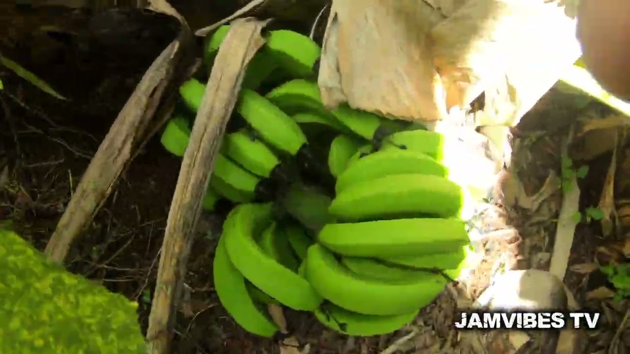 IN THE HILLS OF ABOUKIR ST ANN| FARMING