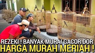 HARGA RENDAH ! UNTUK MURAI BATU GACOR LEBIH MURAH DARI PASAR BURUNG PRAMUKA HARI INI