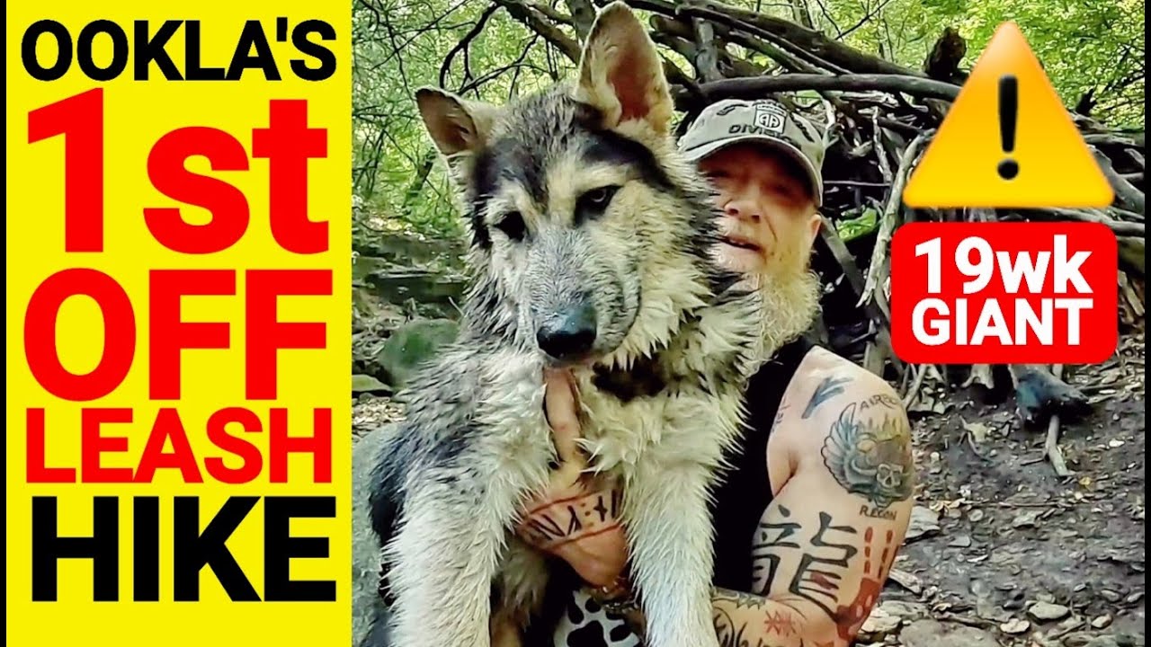 Ookla's 1st Off Leash Hike - HUGE 19wk Old Lycan Shepherd Puppy