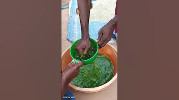 Matumizi Ya Majani Ya Mpapai Katika Kuzuia Kutibu Kuku Mwenye Minyoo Pamoja Na Homa Ya Matumbo 2 