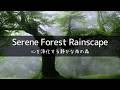 Healing｜Forest Rain—A Lush Forest Glistening with Raindrops (3h)｜Deep Sleep・Cleansing・ASMR