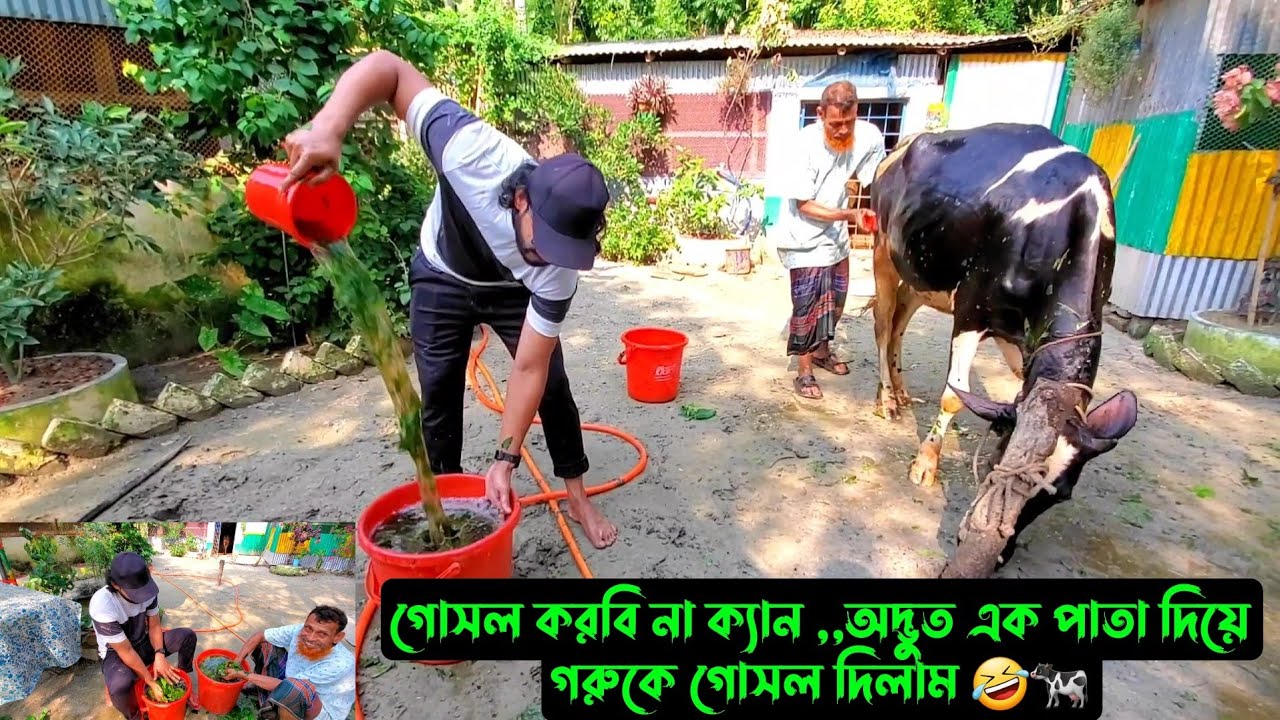 গোসল করবি না ক্যান ,,অদ্ভুত এক পাতা দিয়ে গরুকে গোসল দিলাম 🤣🐄
