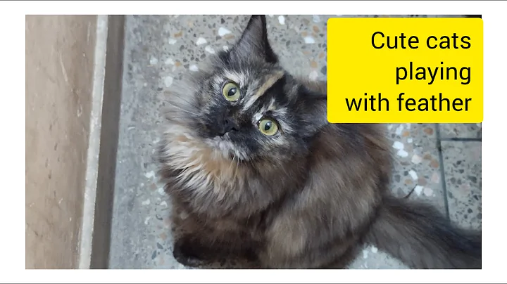 Video 3859301: persian cats catlover, cute persian cat, pet cat play cute, cat pets cute love, cat feather, beautiful pets