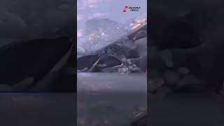 Стая из 12 краснокнижных косаток застряла в ледяном плену японских территориальных вод Тихого океана