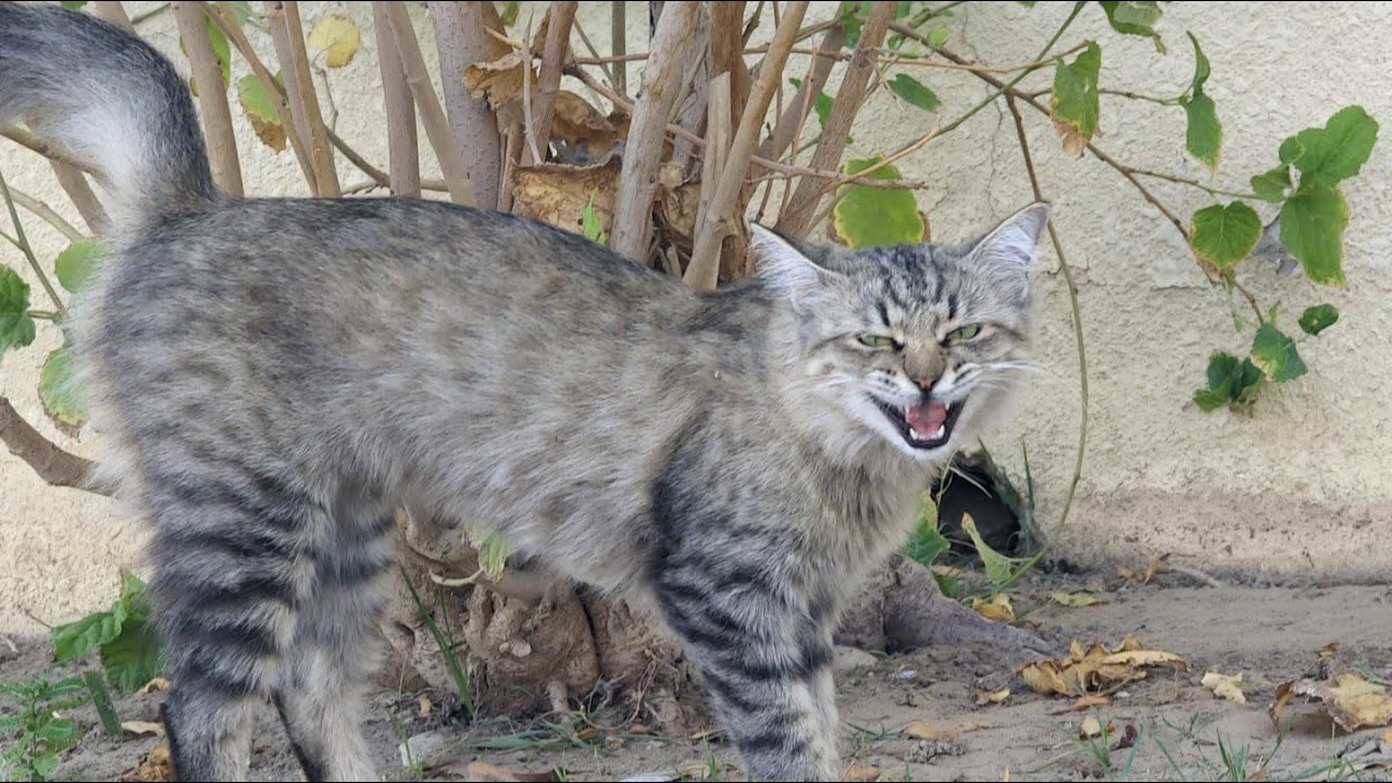 My Cat see me and meows YouTube