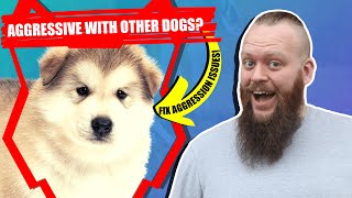 How To Train Aggressive MALAMUTE