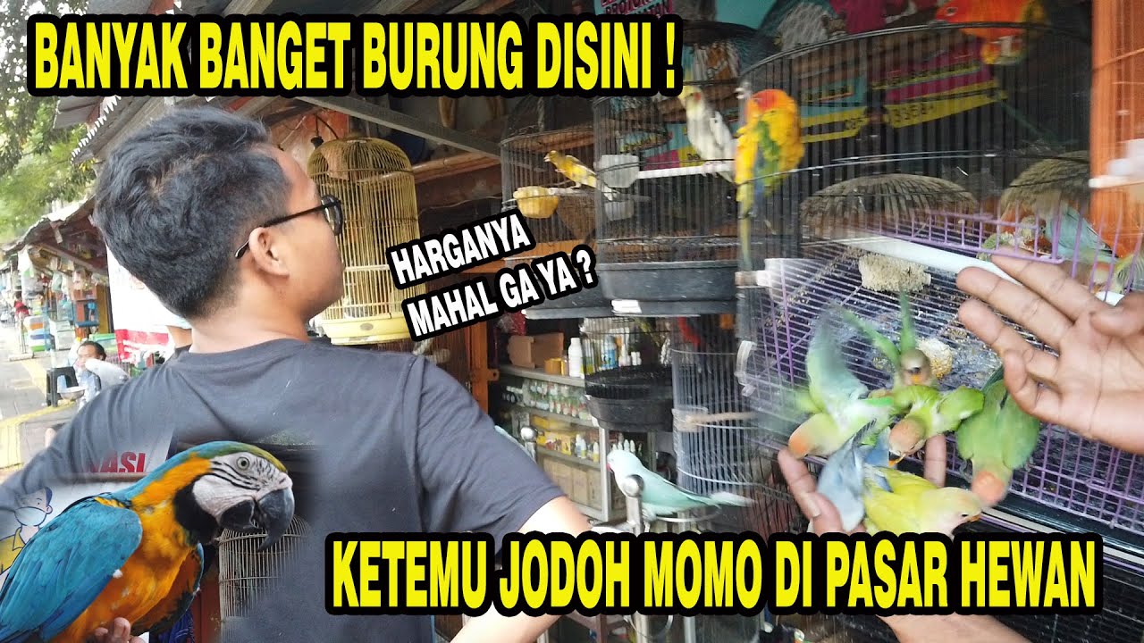 CARI PASANGAN UNTUK MOMO DI PASAR HEWAN BARITO | GEDE BANGET MACAWNYA