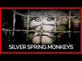 Silver Spring Monkeys