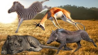 Ketika Singa Tak Berdaya Menghadapi Mangsanya