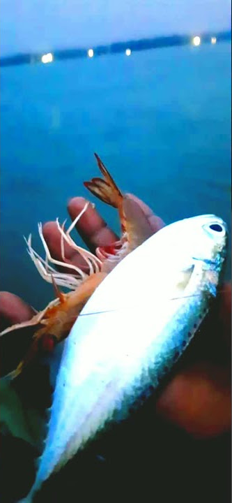 bangada fish #earthpix #bangada  #new whatsapp status #instareels #बांगडा #trending #ytshorts