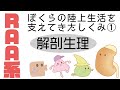 レニン・アンジオテンシン・アルドステロン系（RAA系）～ ぼくたちの陸上生活を支えるしくみ ～ パート１