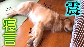 【レトリバー】ぐっすり寝る愛犬まるを見ていると・・・？