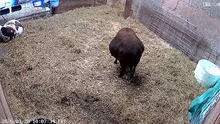 3.19.26pm Lamb Cam - Muggy Nightwatch