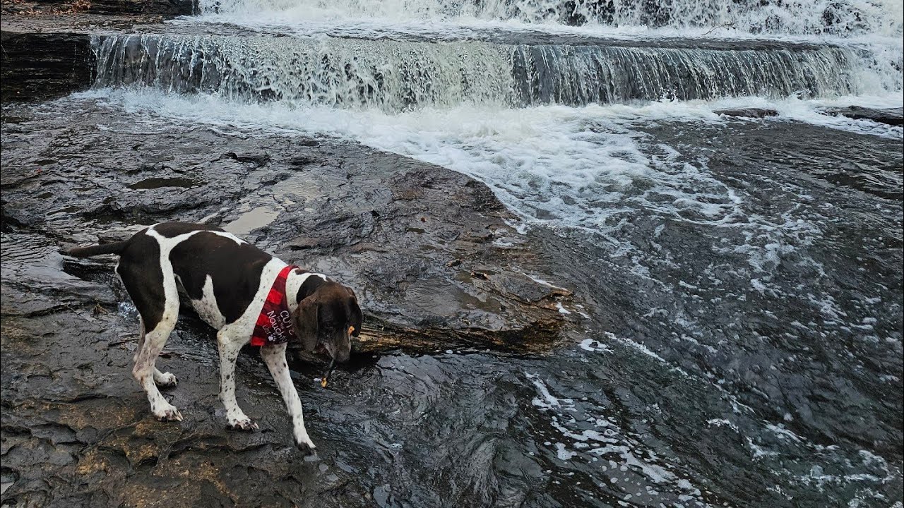 Ace Adventures Ep.19- The Spillway #dogs #gsp