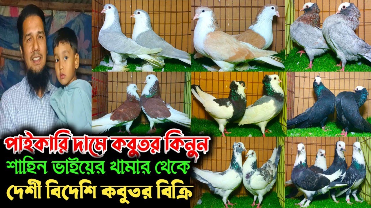 🌹শাহিন ভাইয়ের খামার থেকে সব কবুতর কিনুন পাইকারি দামে🌹🌹🌹