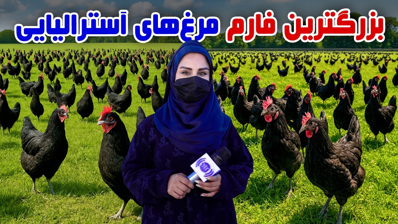 بزرگترین فارم مرغ های آسترالیایی در گزارش فرشته عظیمی
