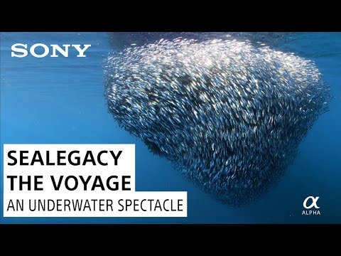 Filming Bait Balls in Magdalena Bay: Conservation & Storytelling on SeaLegacy | The Voyage