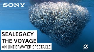 Filming Bait Balls in Magdalena Bay: Conservation & Storytelling on SeaLegacy | The Voyage