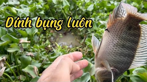 Miền Tây mùa nước nổi,trải nghiệm câu cá sông với anh em,điểm câu hấp dẫn bãi câu đẹp lên cá lia lịa