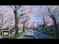Spring Cherry Blossom Drive in Tokyo ☀️ / 8K 60fps HDR / Natural Driving Sounds (Binaural Audio)