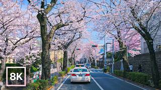 Spring Cherry Blossom Drive in Tokyo ☀️ / 8K 60fps HDR / Natural Driving Sounds (Binaural Audio)