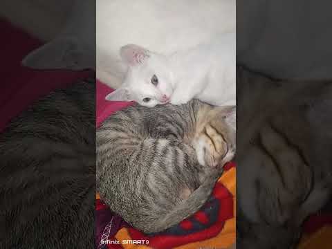 @GOOD NIGHT KITTENS#PetCat#Subscribe