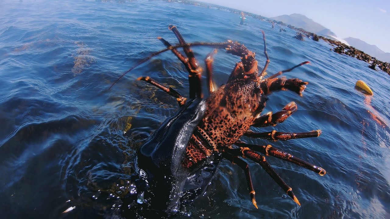 CRAYFISH DIVE CATCH COOK Scratching for West Coast Rock Lobster & Catch Cook  | Kommetjie