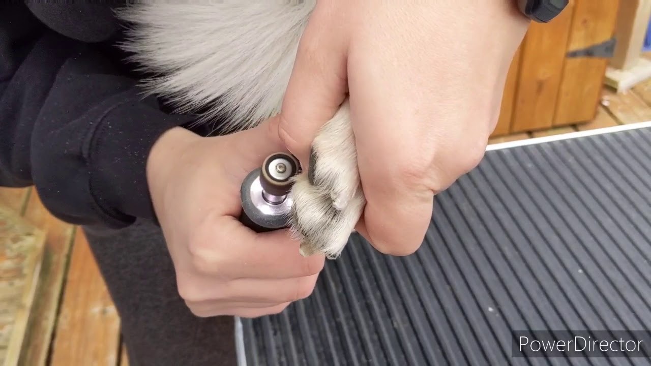 Dog nail trims Tips & Tricks YouTube