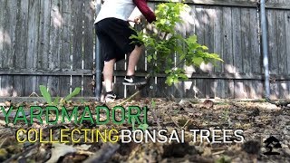 Collecting new bonsai tress - Yardmadori