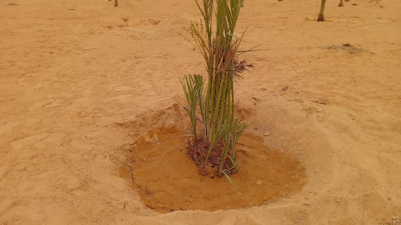 طريقة غراسة فسائل النخيل في الصحراء الجزائرية ولاية ورقلة الجزء( 2 )