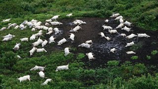 A Collection Of Three True Horrors - Lake Nyos disaster