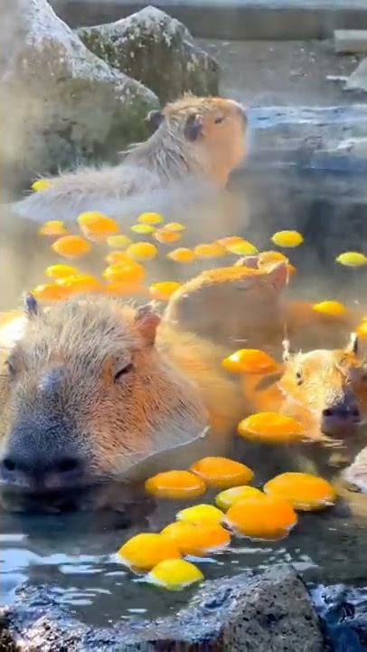 Weekend mood Who else wishes they were as chill as these capybaras in Japan. 😌