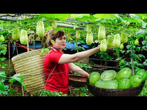Harvesting Chayote and Bananas - Take It To Upland Market To Sell | Free New Life