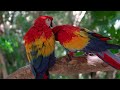 Birds Of The World 4K HDvideo Wildlife WithCalming Music rokidstv technology greengray parrot macaw