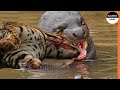 Brave Otters Attack The Jaguar To Save Their Friend