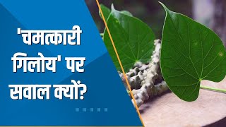 Aapki Khabar Aapka Fayda: क्या Liver के लिए नुकसानदायक है Giloy? देखिए ये खास रिपोर्ट | Zee Business