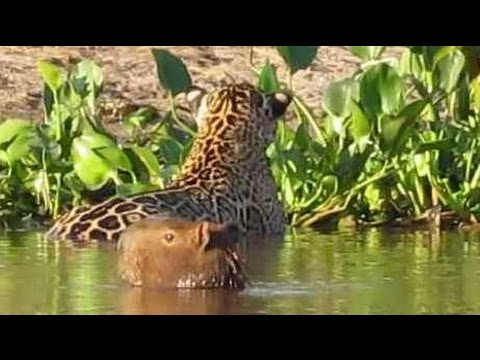 Flagra no Pantanal: Onça pintada ataca capivara / Jaguar attacks capybara