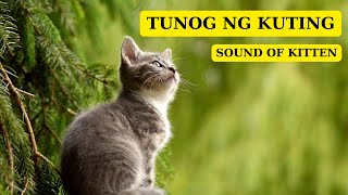 Tunog ng KUTING | Sound of KITTEN