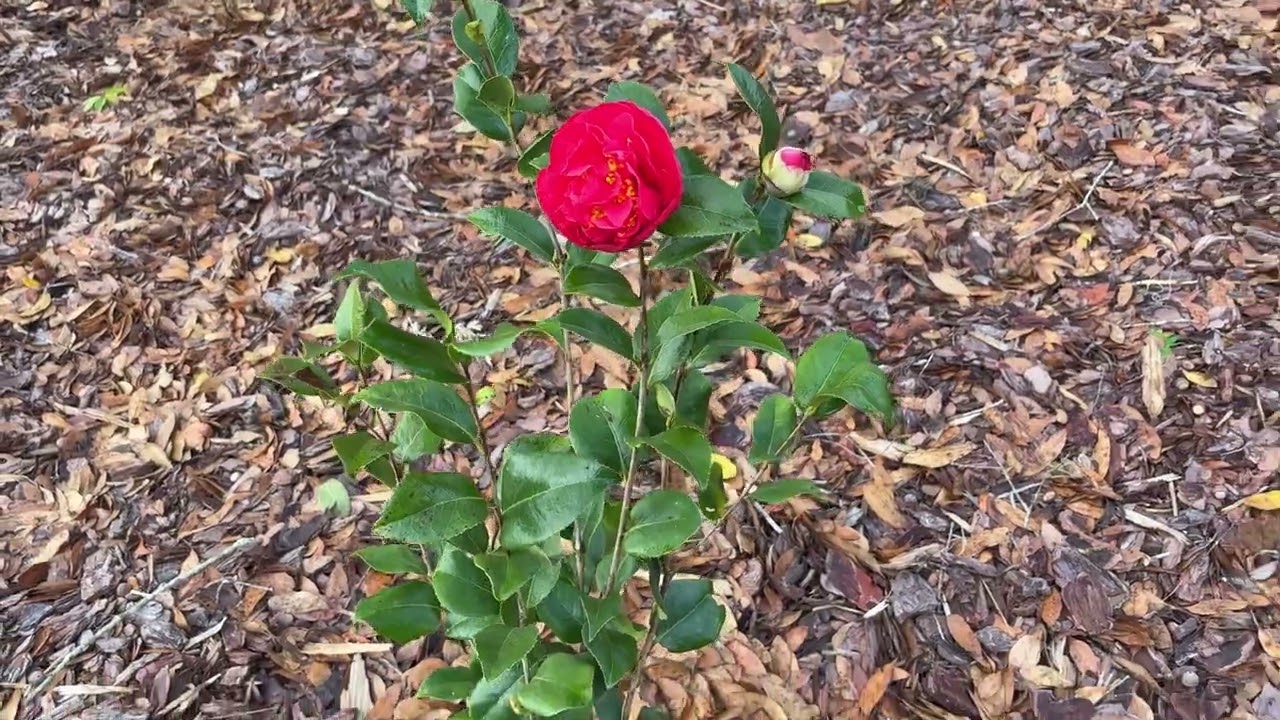 Signs of Life After the Frost