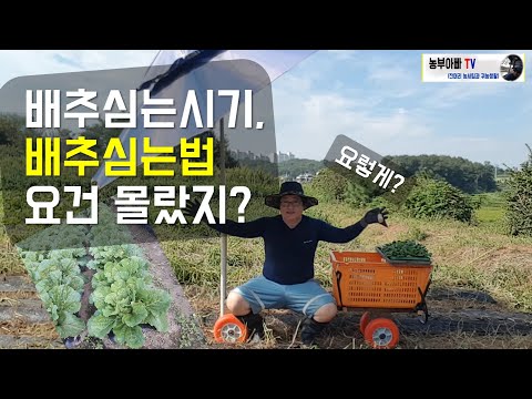 Thumbnail for 배추심기, 배추심는시기, 배추심는법 요건몰랐지?