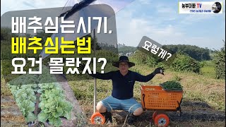 배추심기, 배추심는시기, 배추심는법 요건몰랐지?