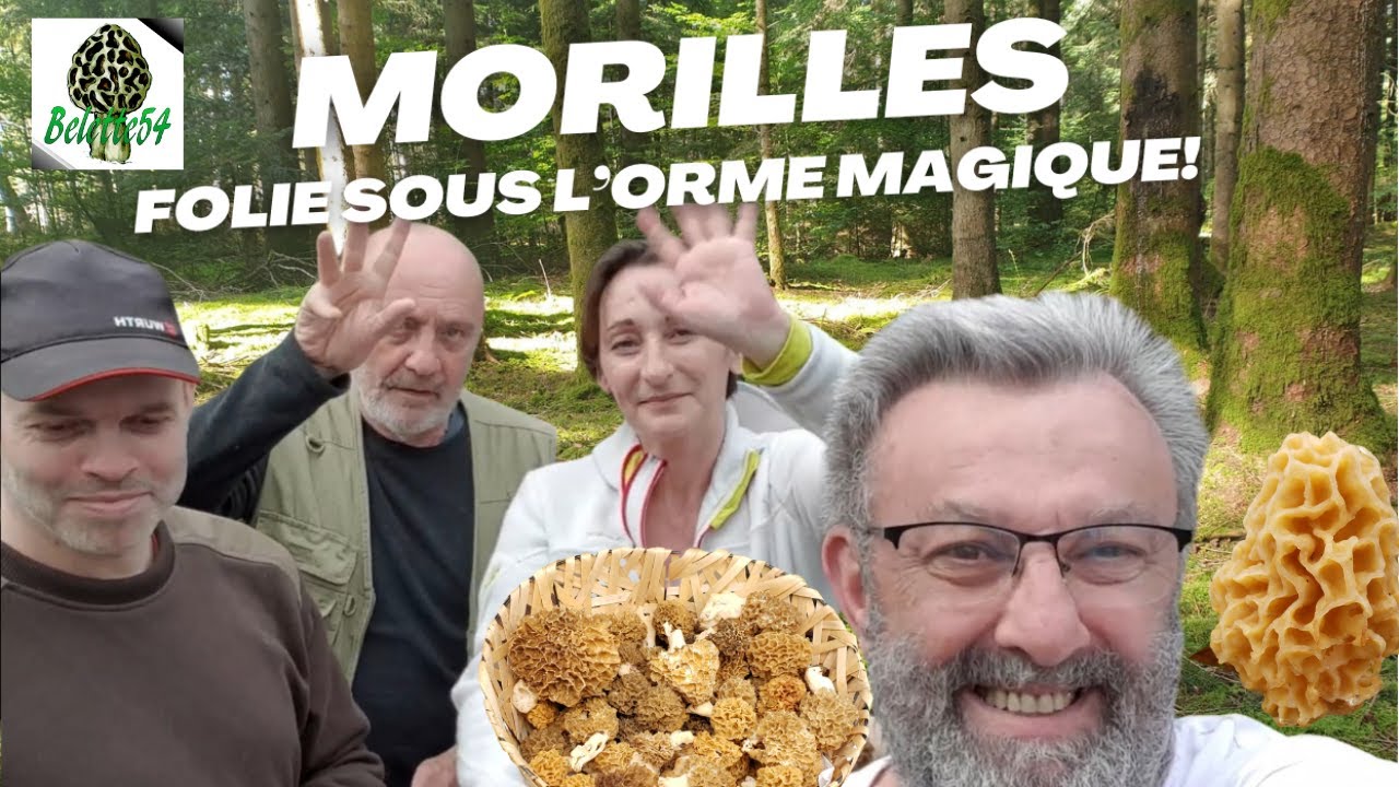 𝐌𝐎𝐑𝐈𝐋𝐋𝐄𝐒  𝐅𝐎𝐋𝐈𝐄 𝐒𝐎𝐔𝐒 𝐋'𝐎𝐑𝐌𝐄 𝐌𝐀𝐆𝐈𝐐𝐔𝐄 𝐝𝐮 𝟎𝟔.𝟎𝟒.𝟐𝟎𝟐𝟒 🍄🌲