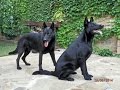 ЧЕРНЫЕ НЕМЕЦКИЕ ОВЧАРКИ. Chic black German Shepherds.Одесса.